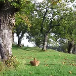 Il Falco Del Monte Fumaiolo *