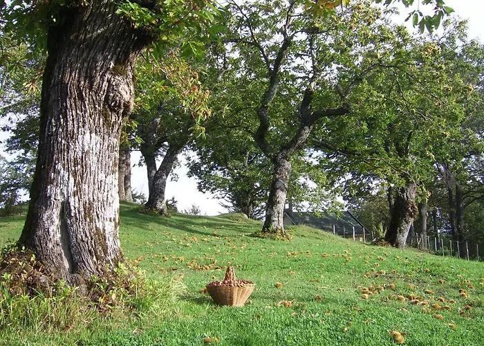 Il Falco Del Monte Fumaiolo *