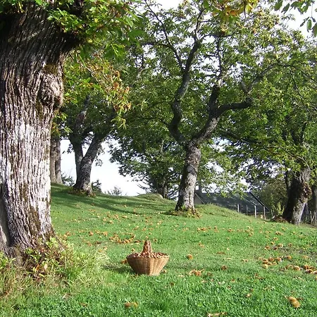 Il Falco Del Monte Fumaiolo *